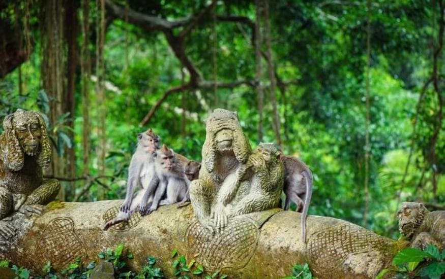 Ubud Sacred Monkey Forest